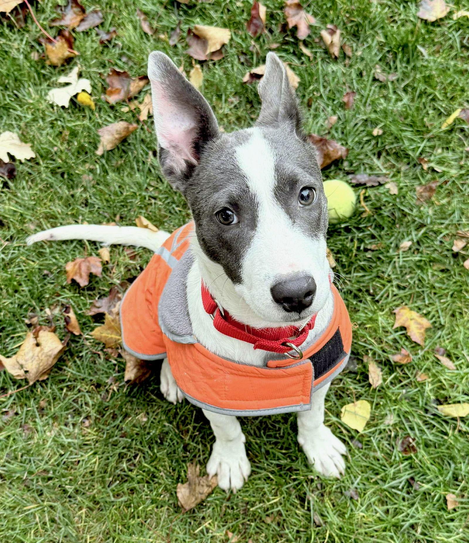 TINA, a Adoptable mixed breed image 1/3