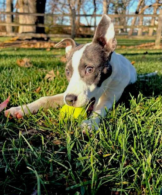 TINA, a Adoptable mixed breed image 2/3