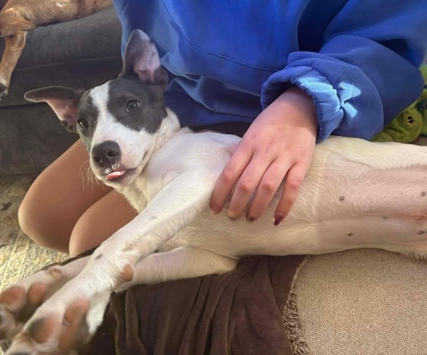 TINA, a Adoptable mixed breed image 3/3