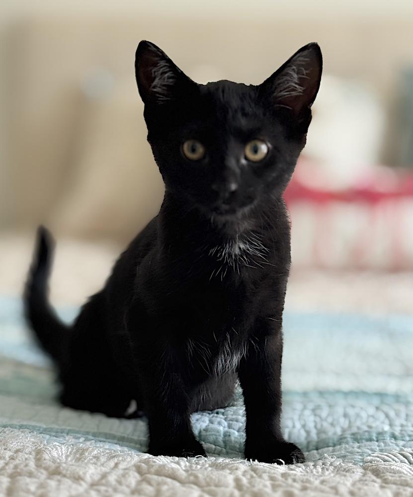 Nero, a Adoptable Domestic Short Hair in Bedford, VA image 1/3