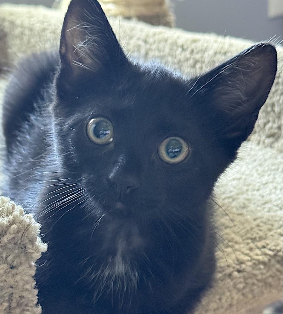 Nero, a Adoptable Domestic Short Hair in Bedford, VA image 2/3