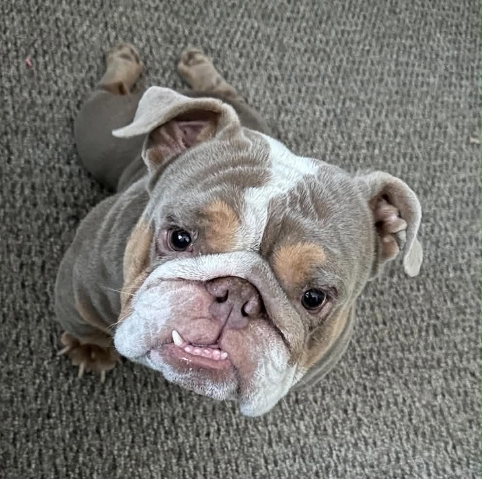 Bowser, Adopted, Adult Male English Bulldog.