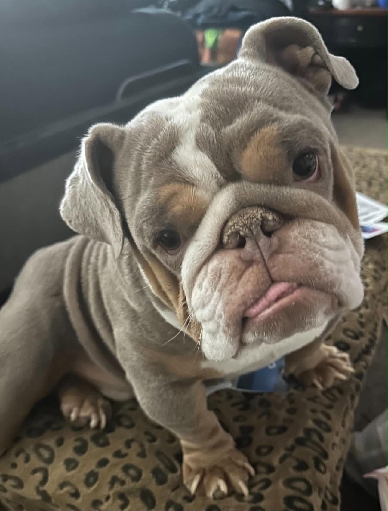 Bowser, a Adopted English Bulldog in La Verne, CA image 2/3