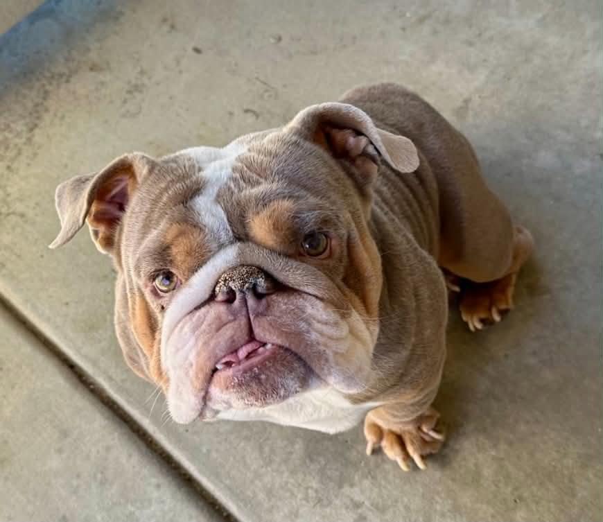 Bowser, a Adopted English Bulldog in La Verne, CA image 3/3