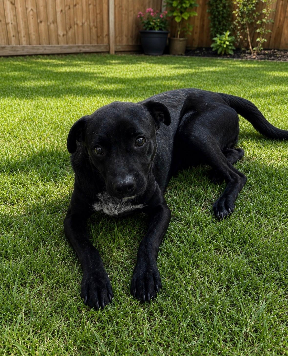 Tilly, ADOPTABLE, Young Female Terrier.