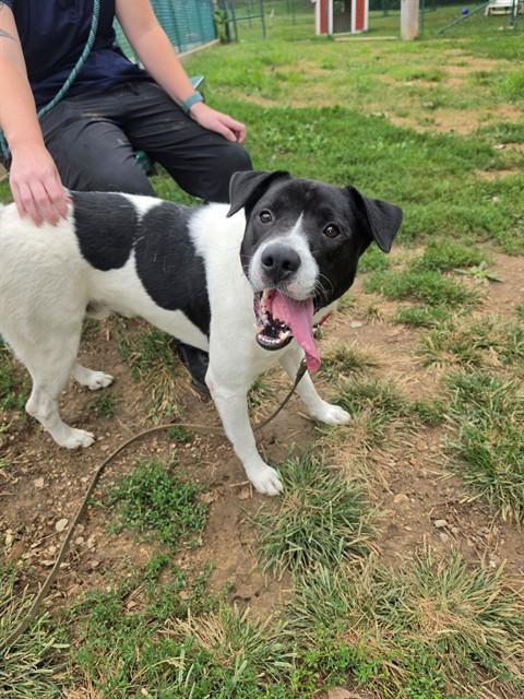 Enlarge MANCHI, a Adoptable mixed breed in Saint Peters, MO image 1/1