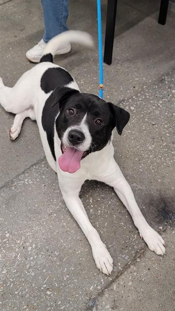 MANCHI, Adoptable, Young Male Pit Bull Terrier & Labrador Retriever.