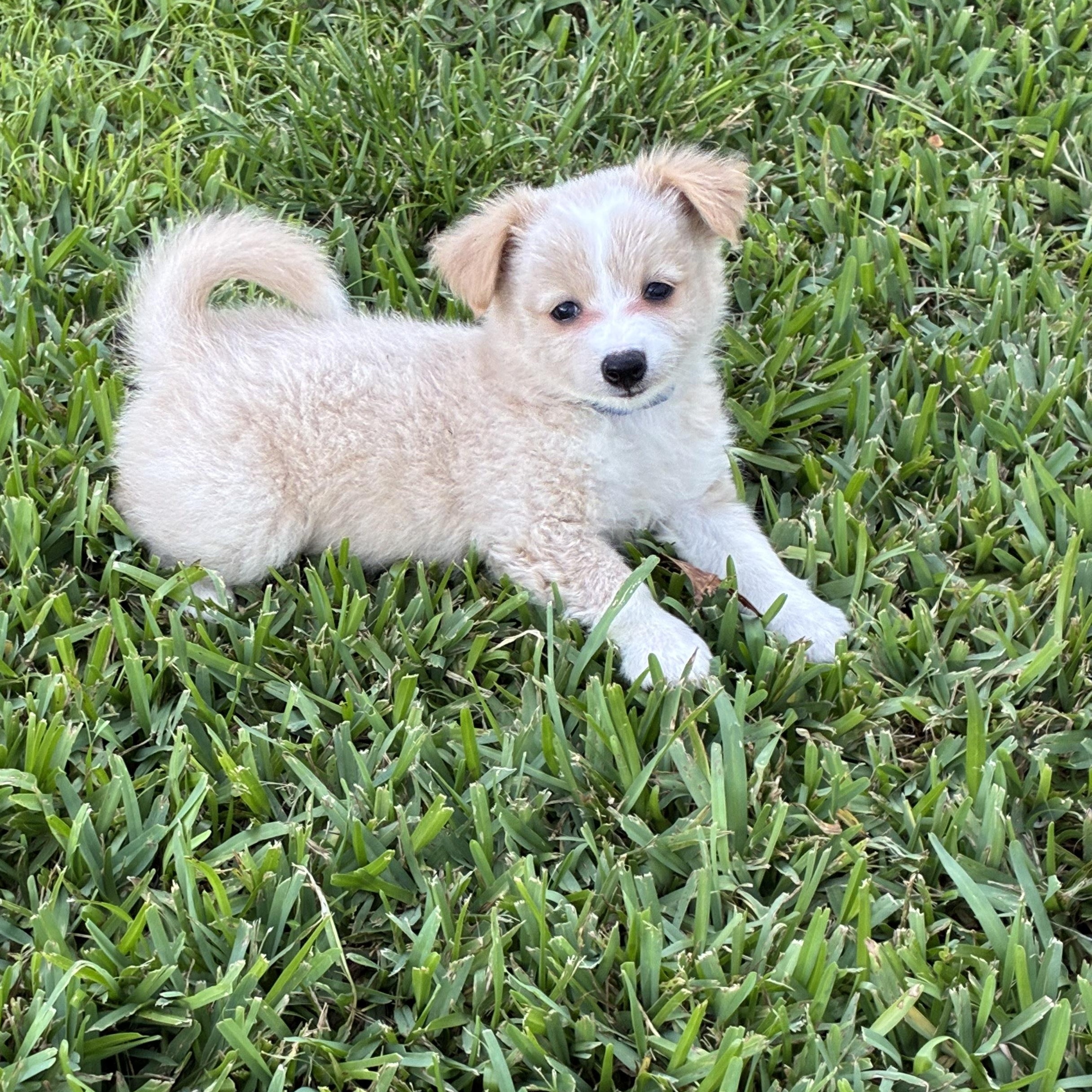Harvey, adoptable, Young Male Pomeranian.