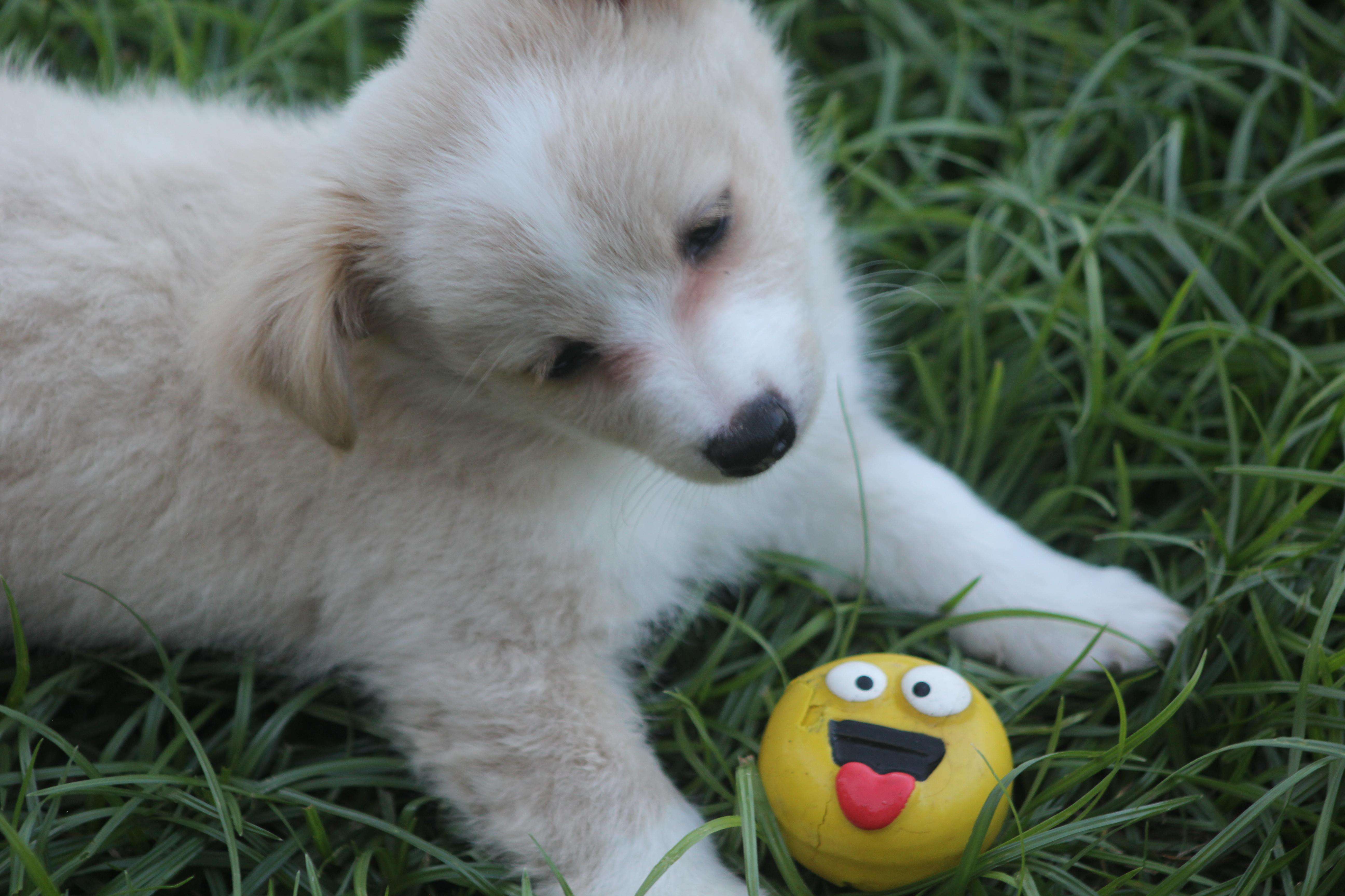 Harvey, an adoptable mixed breed in Orlando, FL image 3/3