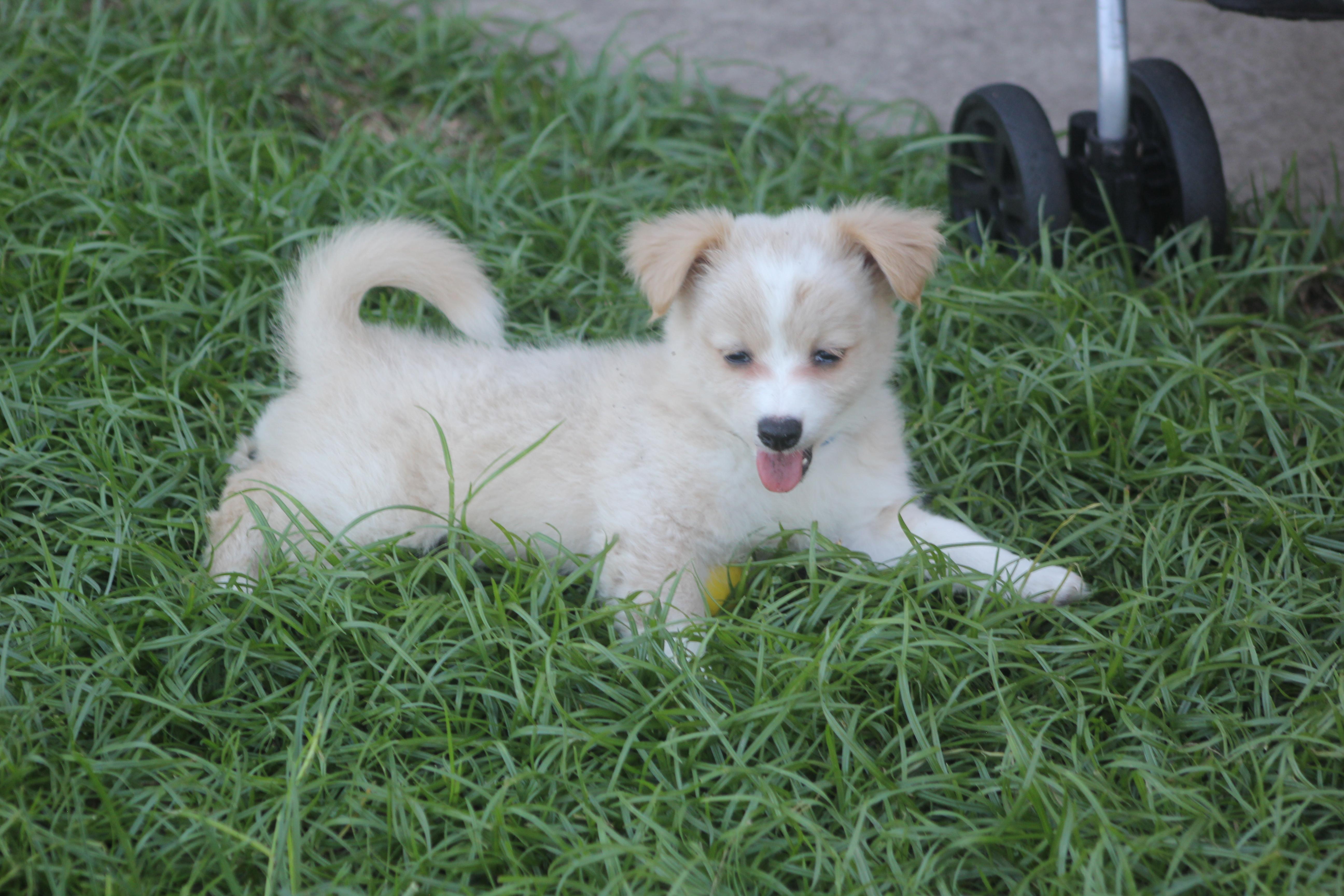 Harvey, an adoptable mixed breed in Orlando, FL image 2/3