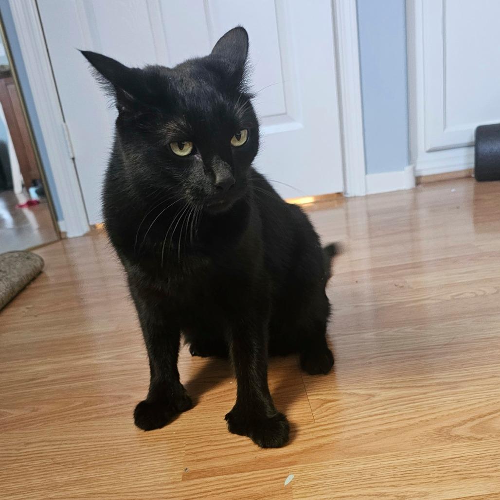 Ted, Adoptable, Adult Male Domestic Short Hair.