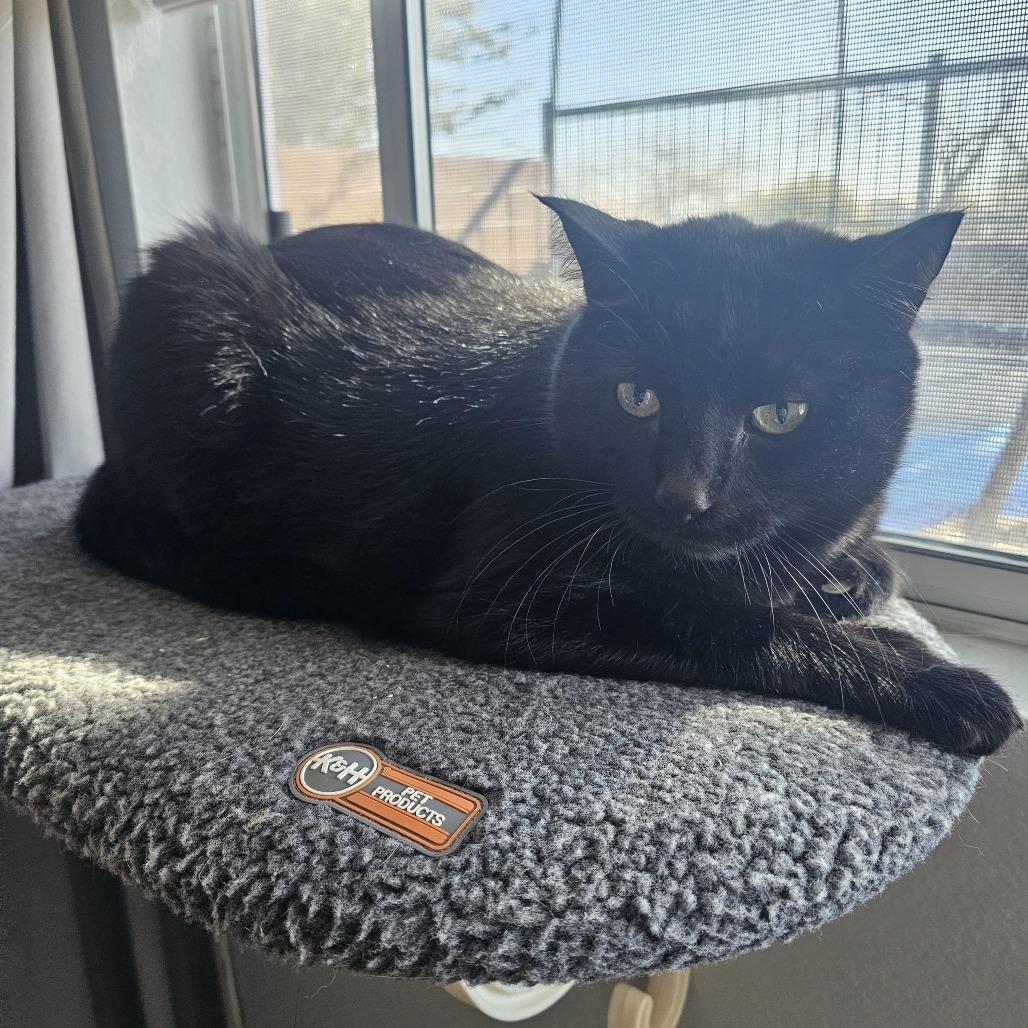 Enlarge Ted, a Adoptable Domestic Short Hair in Las Vegas, NV image 2/3