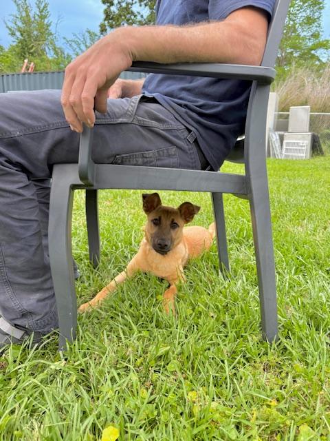 Enlarge Diego, a ADOPTABLE mixed breed in New Orleans, LA image 3/3