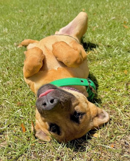 Enlarge Diego, a ADOPTABLE mixed breed in New Orleans, LA image 2/3