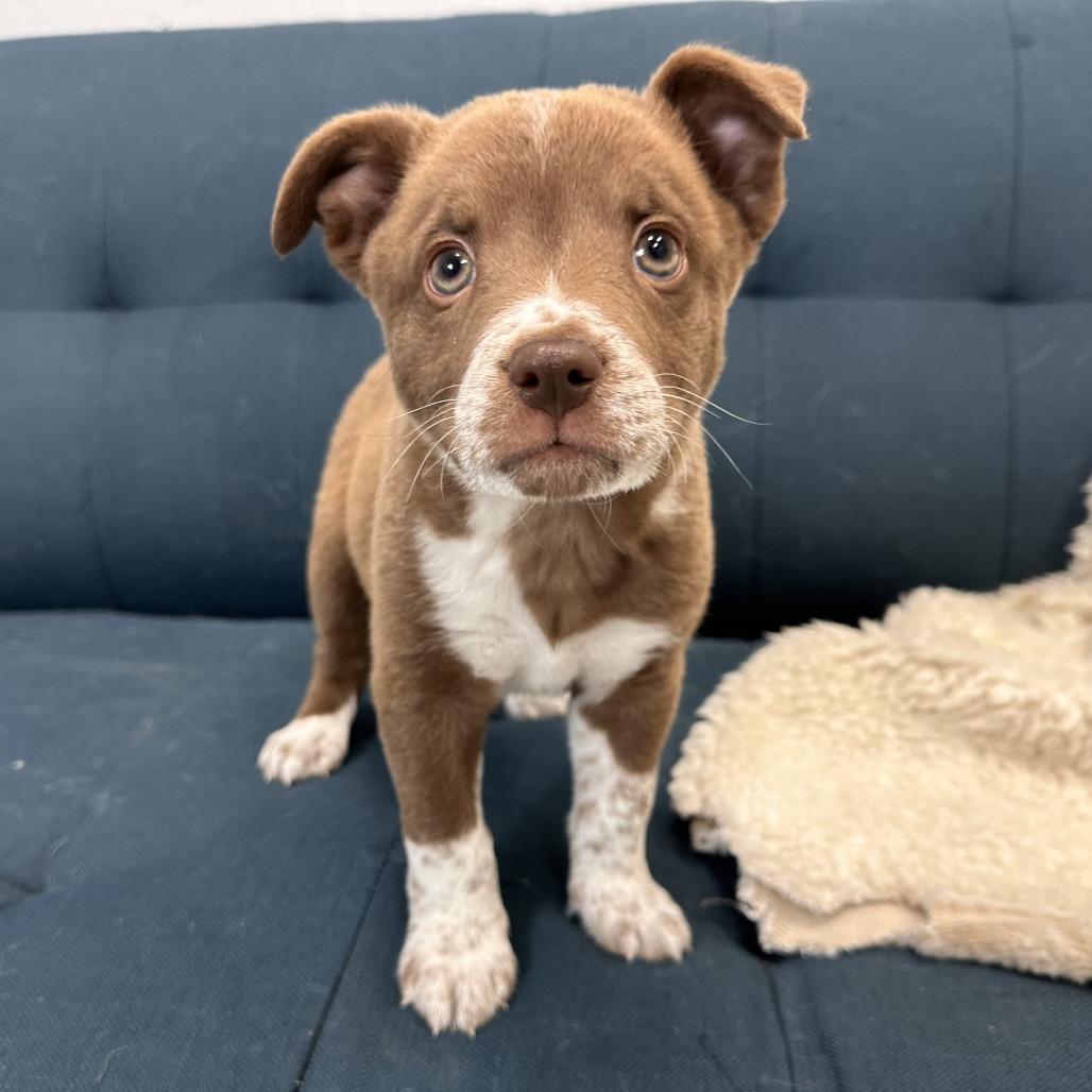 Jake Sully, a Adoptable Mixed Breed in Park City, UT image 1/2