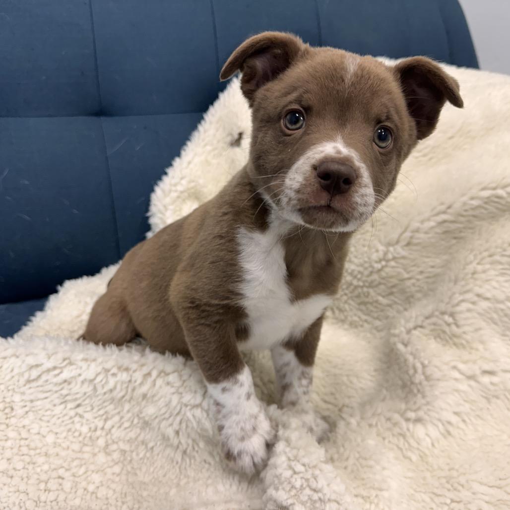 Jake Sully, a Adoptable Mixed Breed in Park City, UT image 2/2