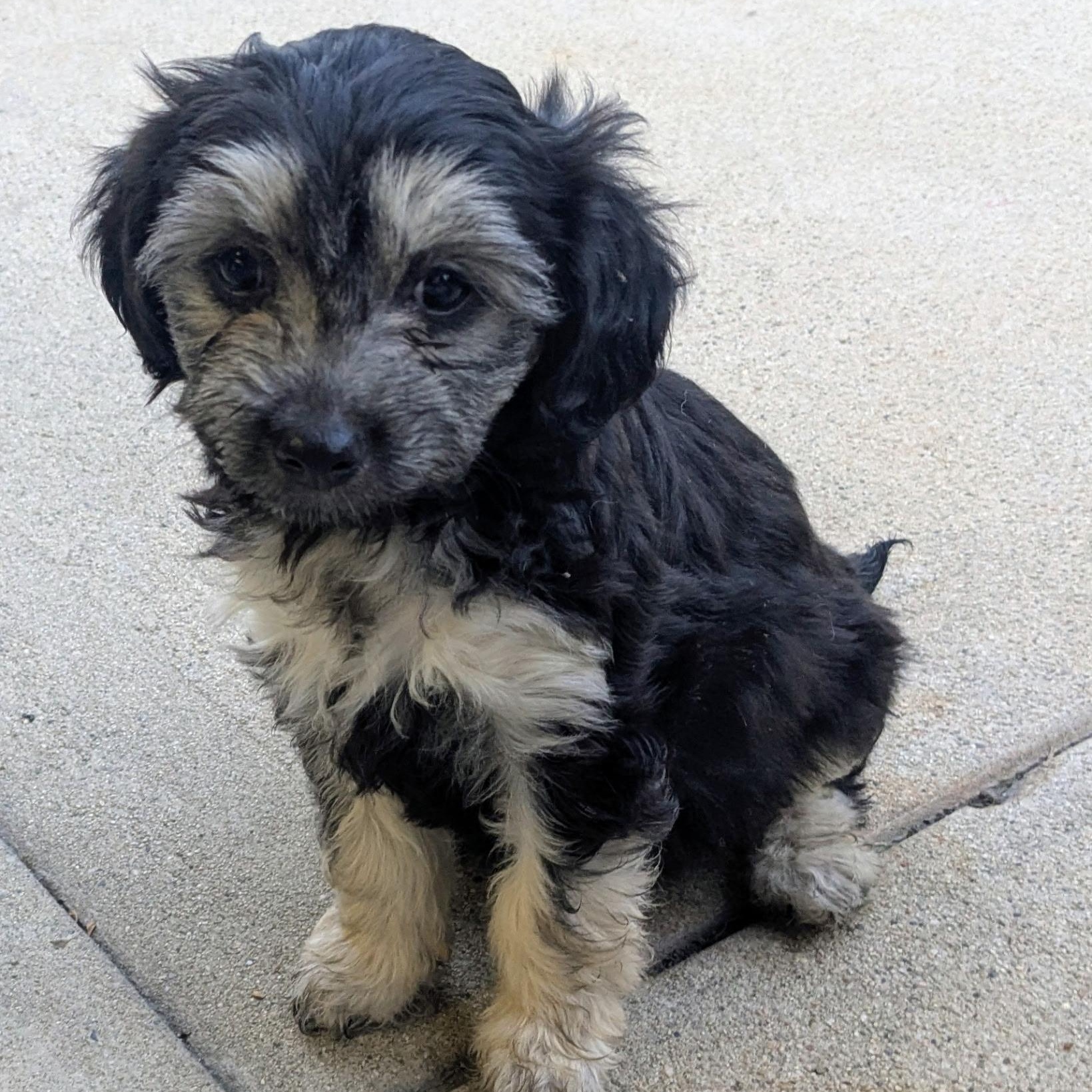 Angie, an adopted mixed breed in Los Angeles, CA image 1/2