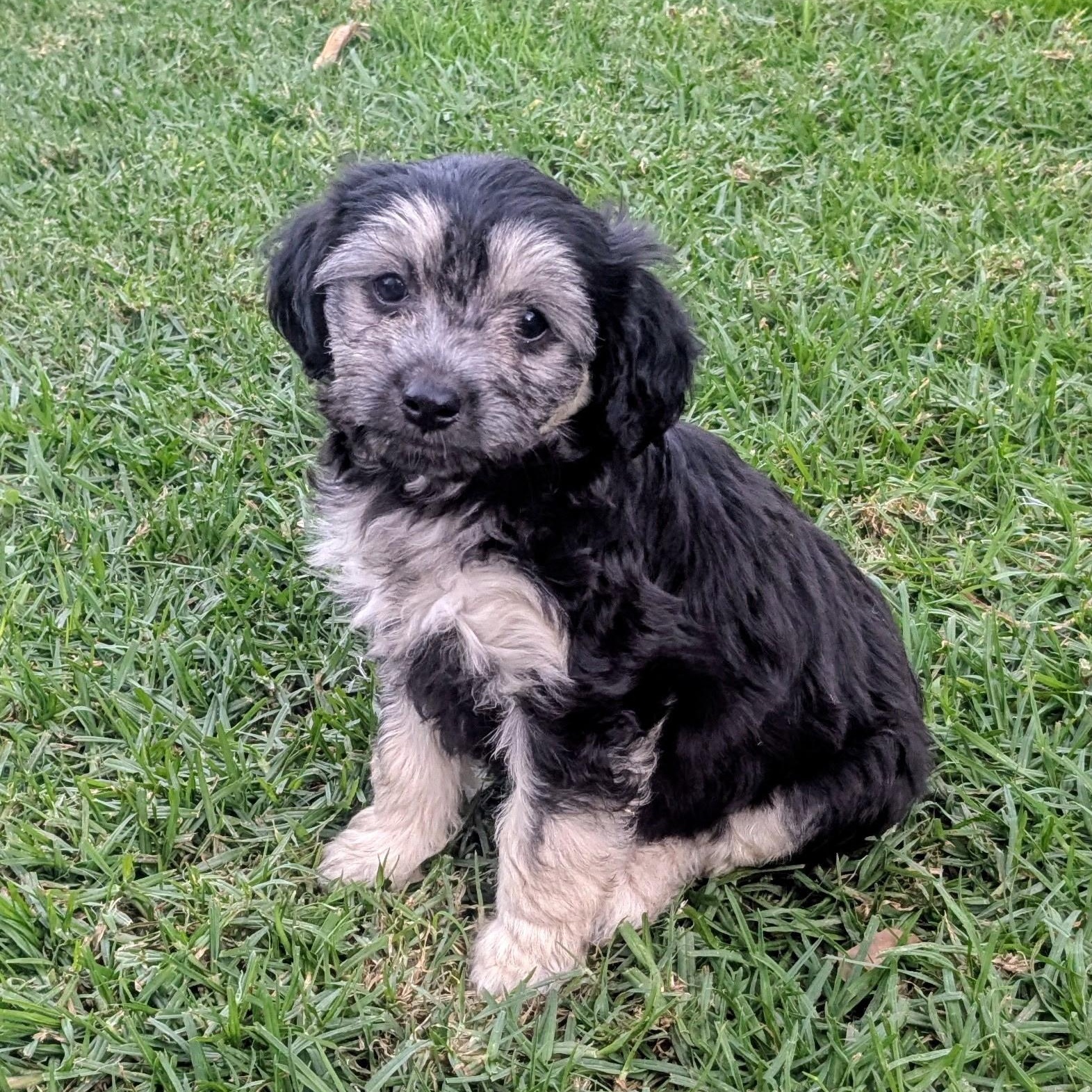 Angie, an adopted mixed breed in Los Angeles, CA image 2/2