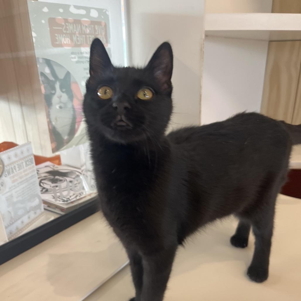 Elena, Adoptable, Young Female Domestic Short Hair.