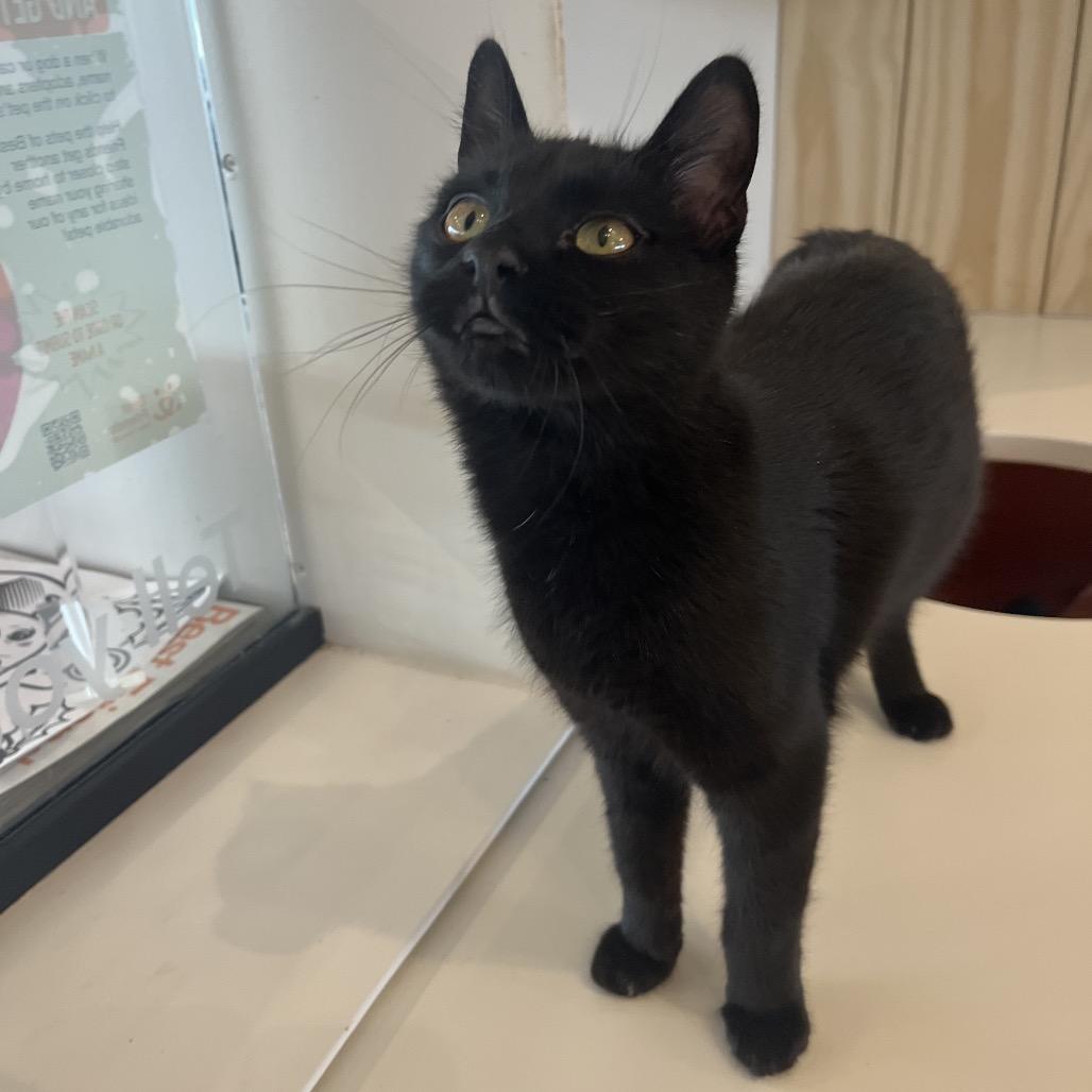 Elena, a Adoptable Domestic Short Hair in Bentonville, AR image 3/6