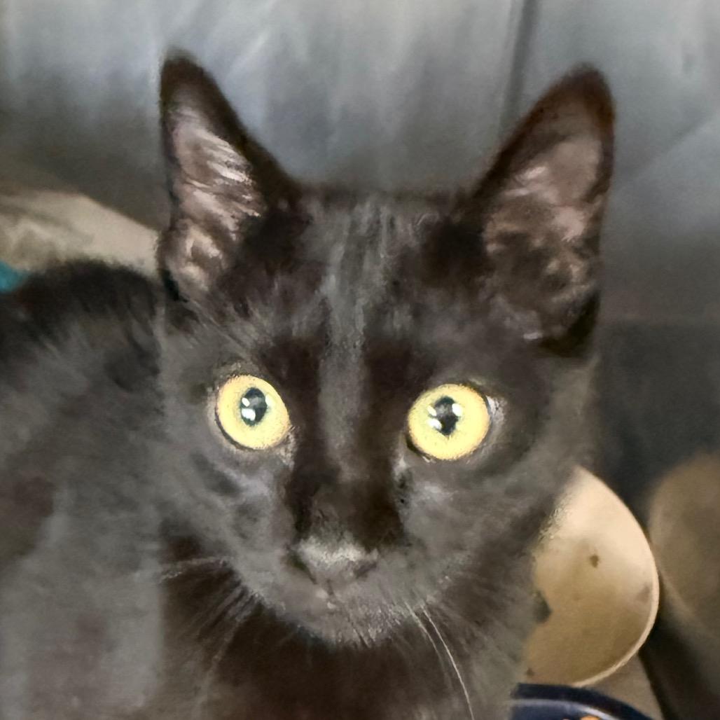 Elena, a Adoptable Domestic Short Hair in Bentonville, AR image 4/6