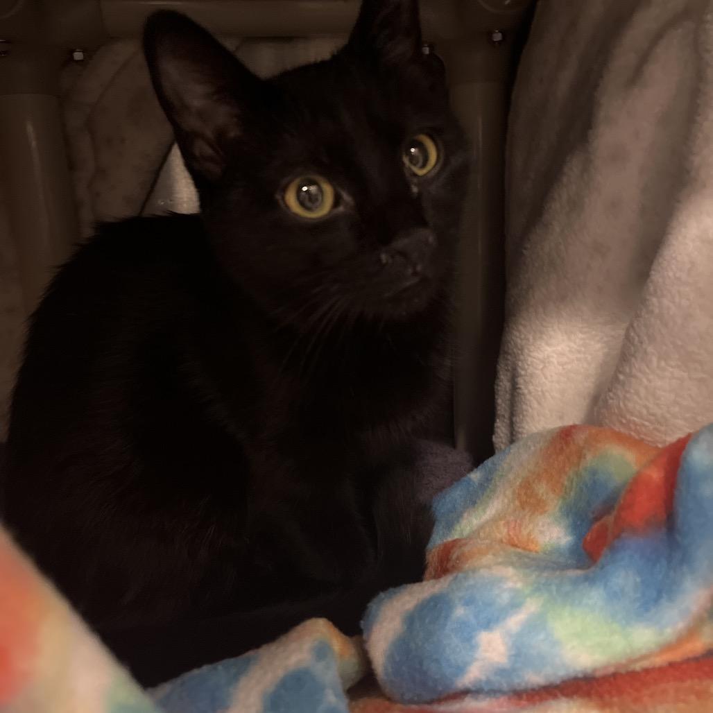 Elena, a Adoptable Domestic Short Hair in Bentonville, AR image 5/6