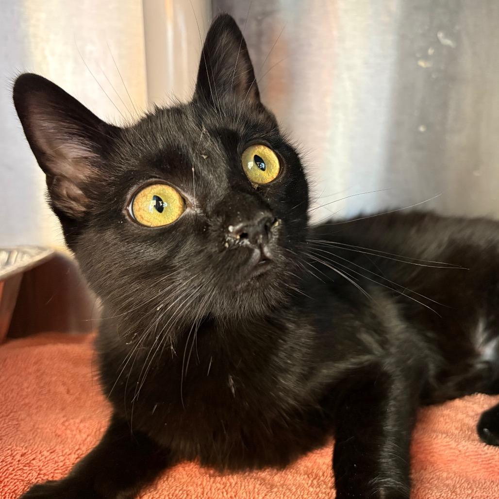 Elena, a Adoptable Domestic Short Hair in Bentonville, AR image 6/6