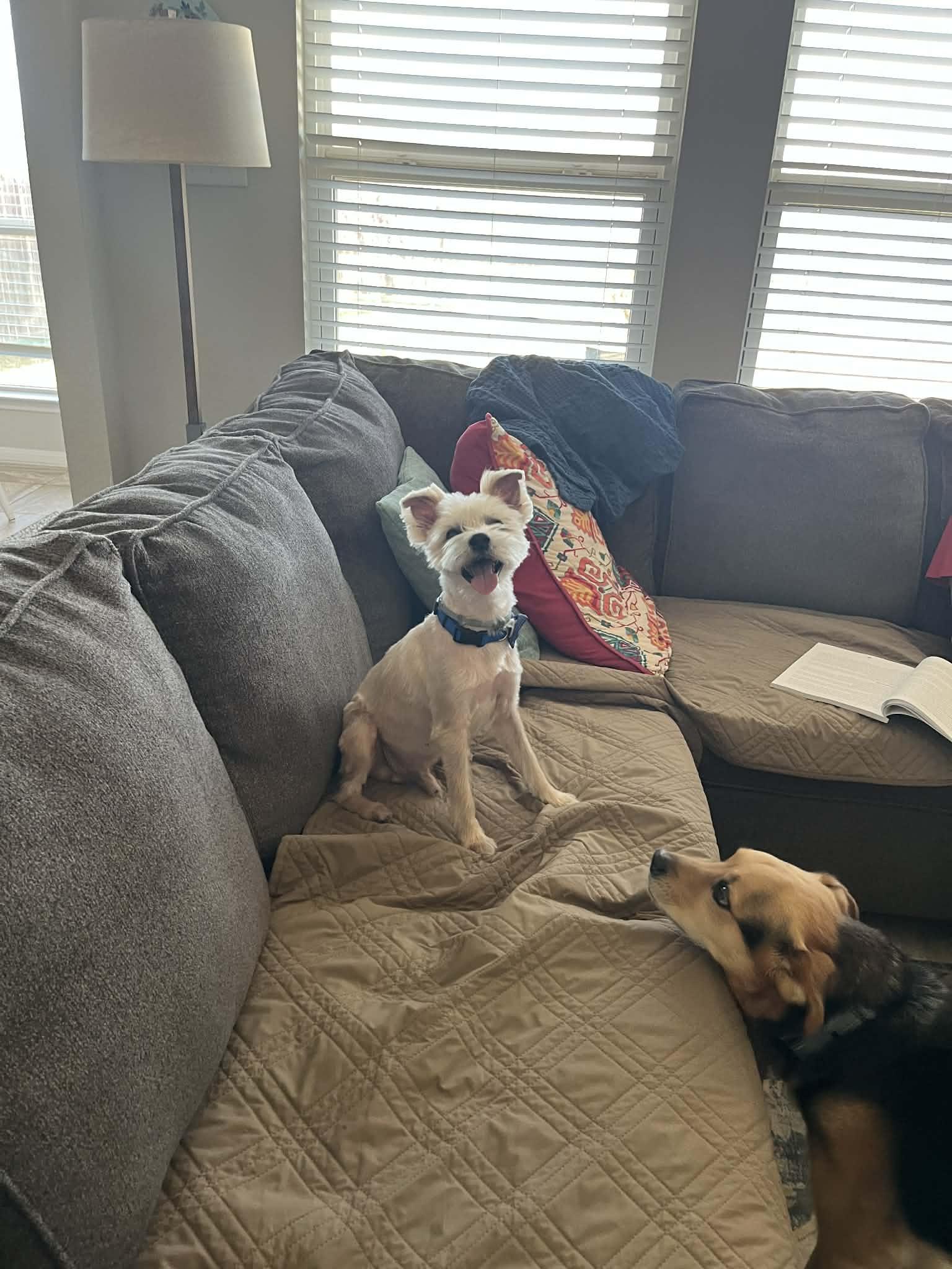 Chester, a ADOPTABLE mixed breed in Temple, TX image 3/5