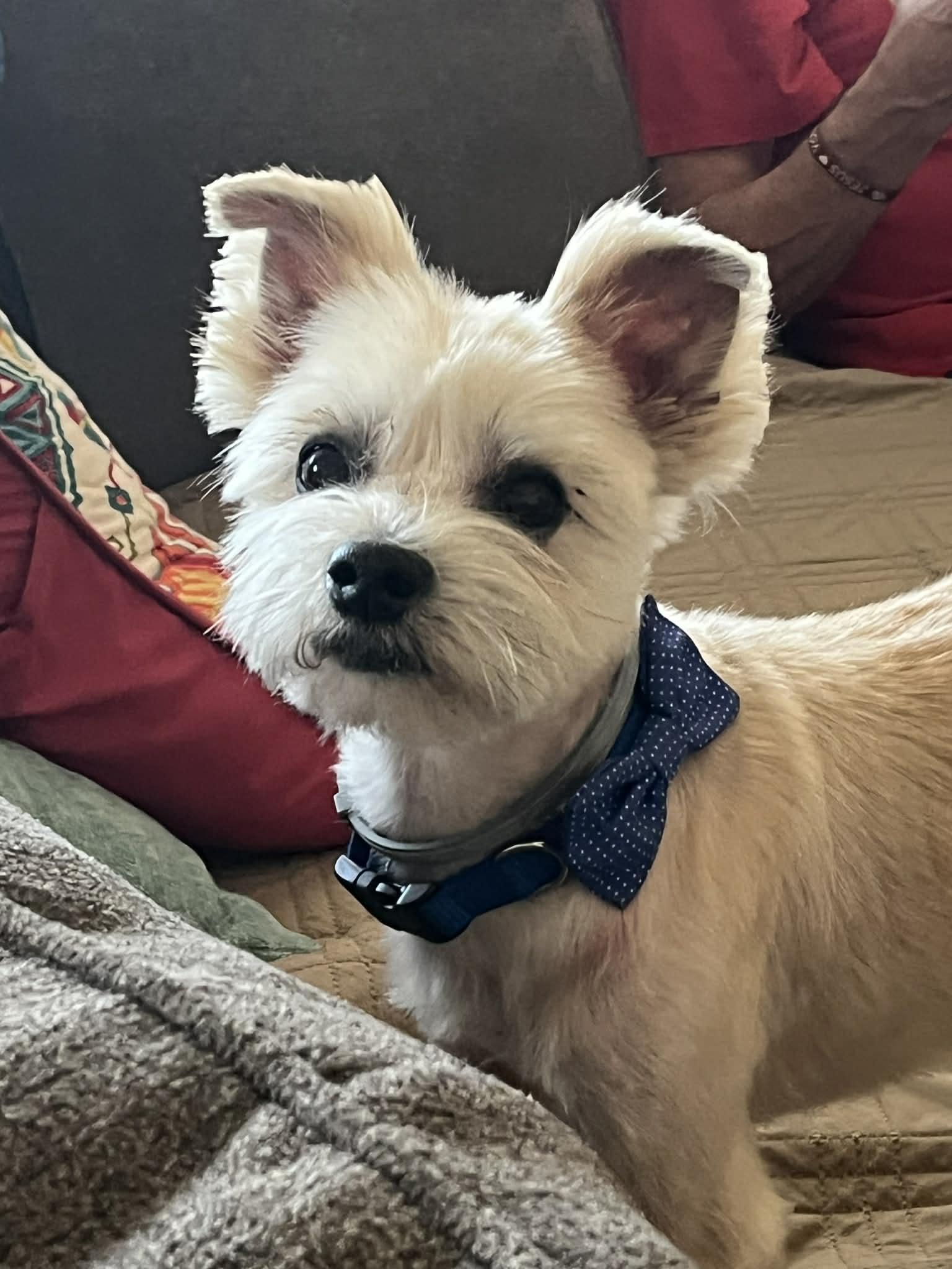 Chester, ADOPTABLE, Senior Male Terrier.