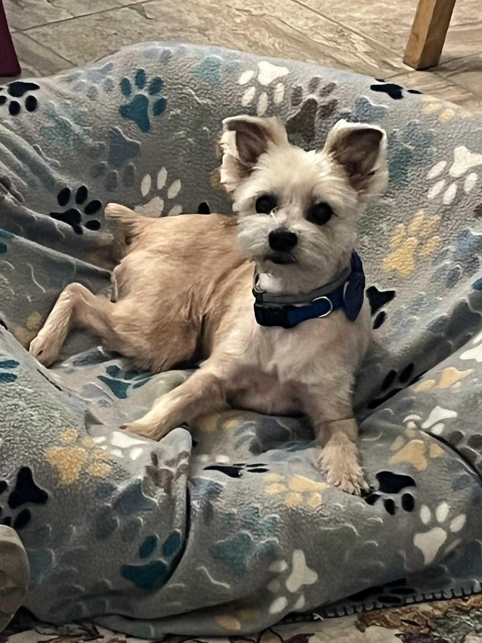 Chester, a ADOPTABLE mixed breed in Temple, TX image 5/5