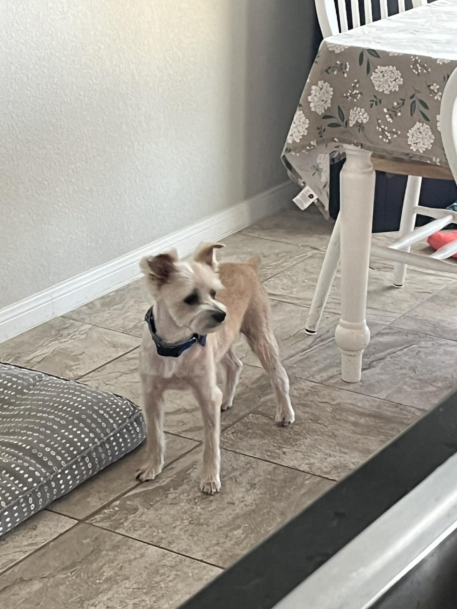 Chester, a ADOPTABLE mixed breed in Temple, TX image 4/5