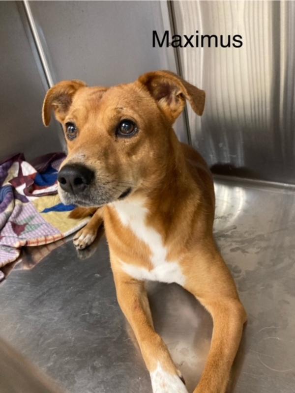 Enlarge Max, a Adoptable mixed breed in Knoxville, TN image 1/5