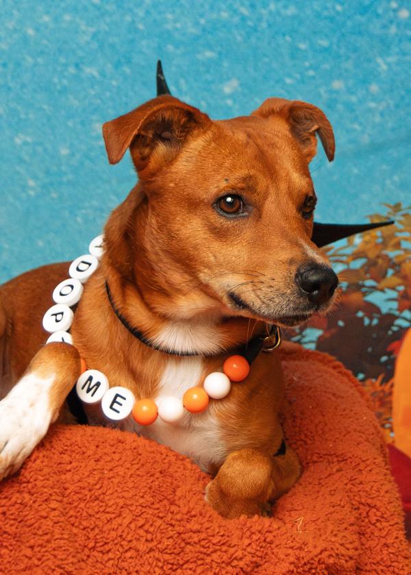 Enlarge Max, a Adoptable mixed breed in Knoxville, TN image 2/5