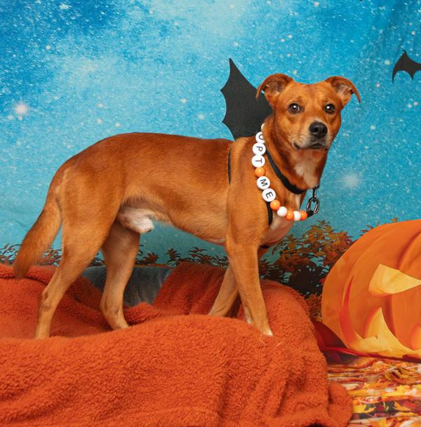 Enlarge Max, a Adoptable mixed breed in Knoxville, TN image 2/3