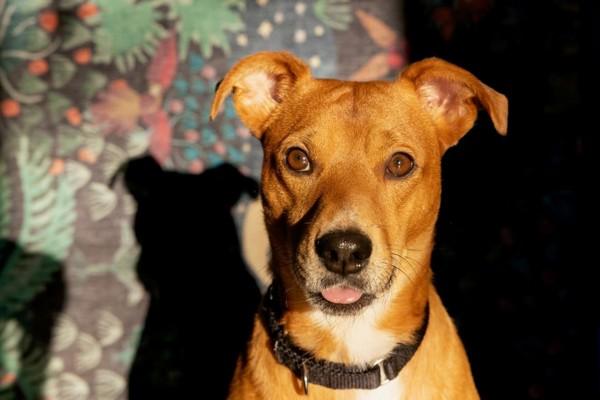 Enlarge Max, a Adoptable mixed breed in Knoxville, TN image 4/5