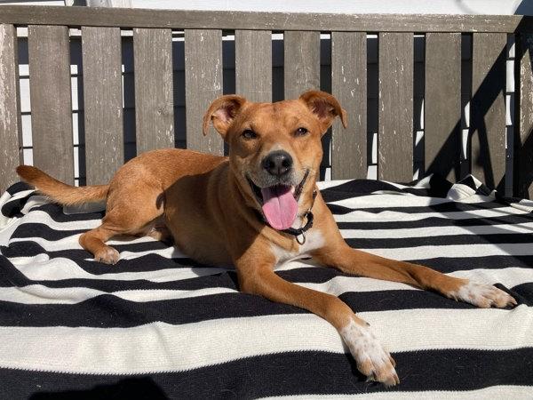 Enlarge Max, a Adoptable mixed breed in Knoxville, TN image 5/6