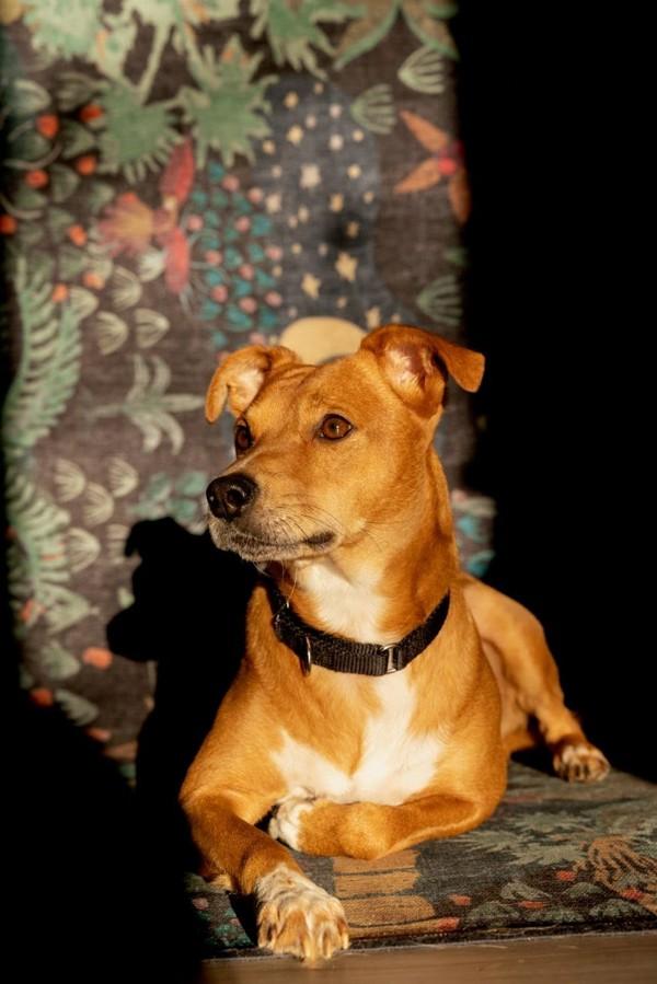 Enlarge Max, a Adoptable mixed breed in Knoxville, TN image 5/5