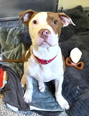ROSCO, Adoptable, Young Male Pit Bull Terrier & Mixed Breed.