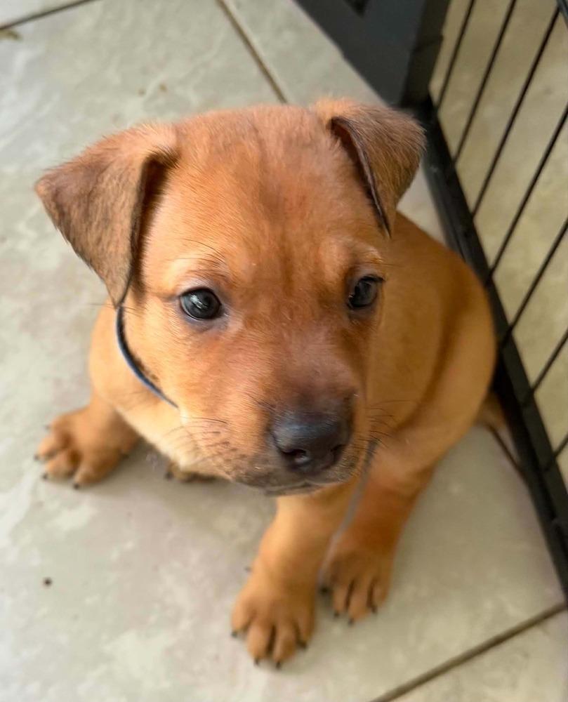 Woad, Adoptable, Puppy Male Mixed Breed & Dutch Shepherd.