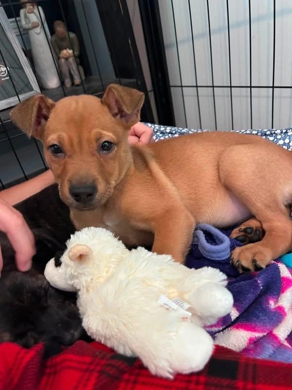 Woad, a Adoptable mixed breed in Middletown, CT image 3/6