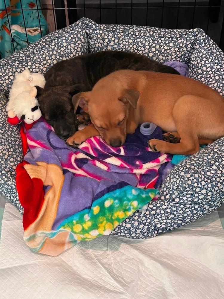 Woad, a Adoptable mixed breed in Middletown, CT image 4/6