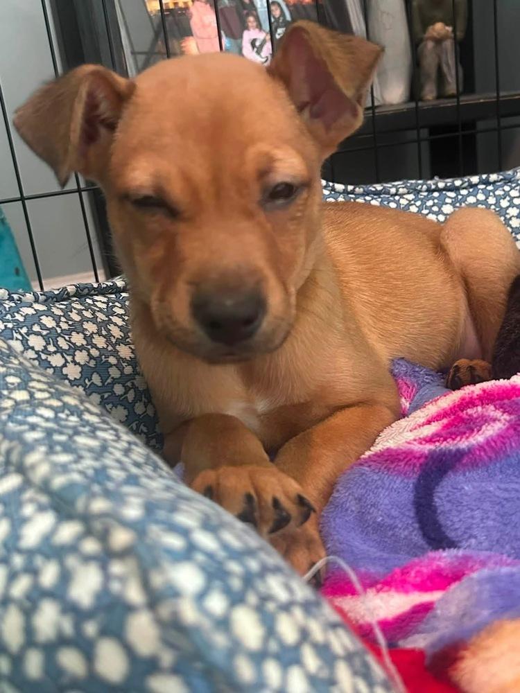 Woad, a Adoptable mixed breed in Middletown, CT image 5/6