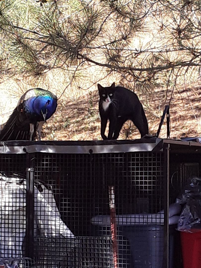 Enlarge Ellbee, a Adopted mixed breed in Tehachapi, CA image 1/3