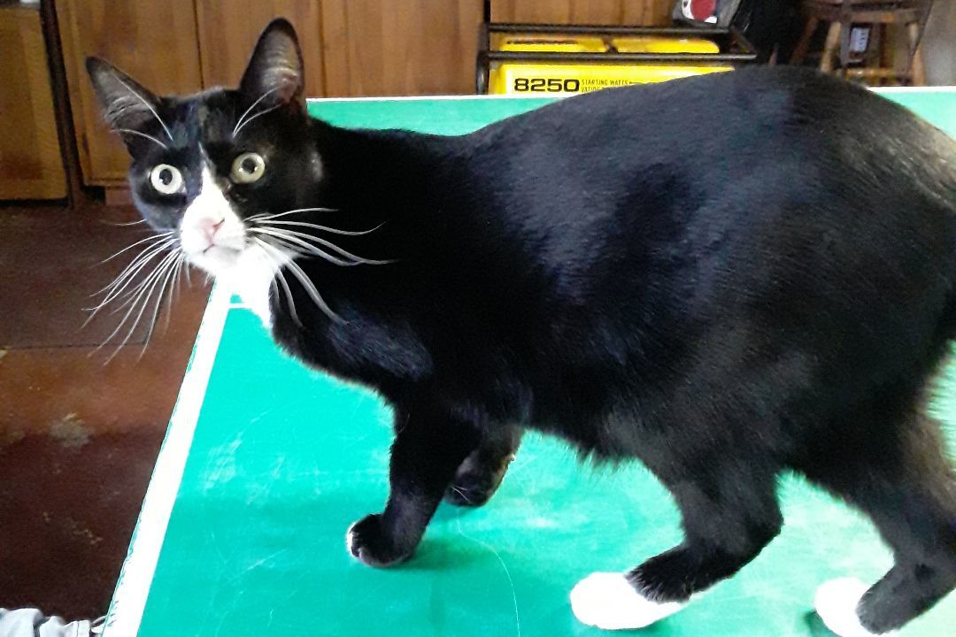 Enlarge Ellbee, a Adopted mixed breed in Tehachapi, CA image 2/3