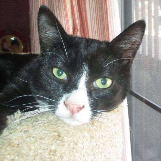 Enlarge Ellbee, a Adopted mixed breed in Tehachapi, CA image 3/3