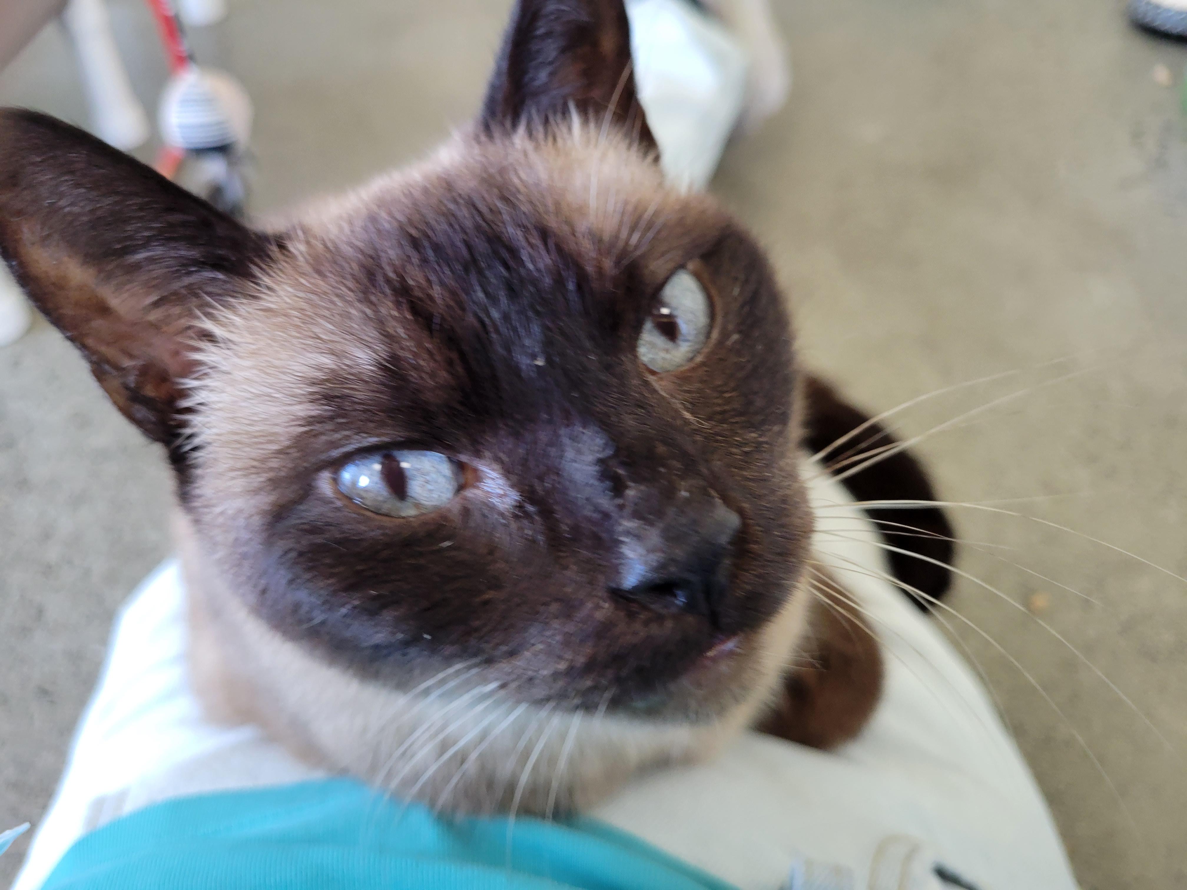 Claire, a ADOPTABLE Siamese in Berkeley, CA image 6/6