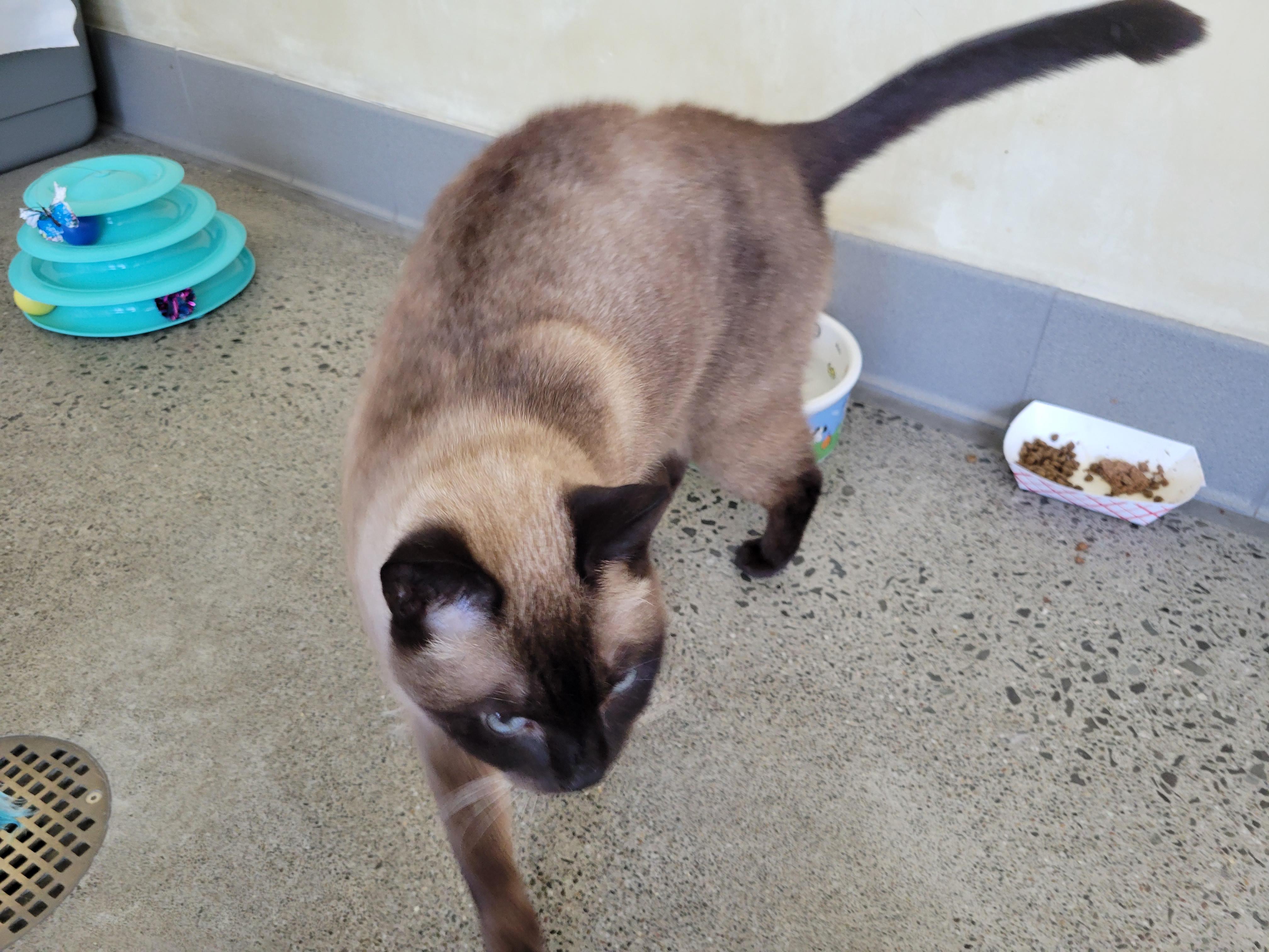 Claire, a ADOPTABLE Siamese in Berkeley, CA image 3/6