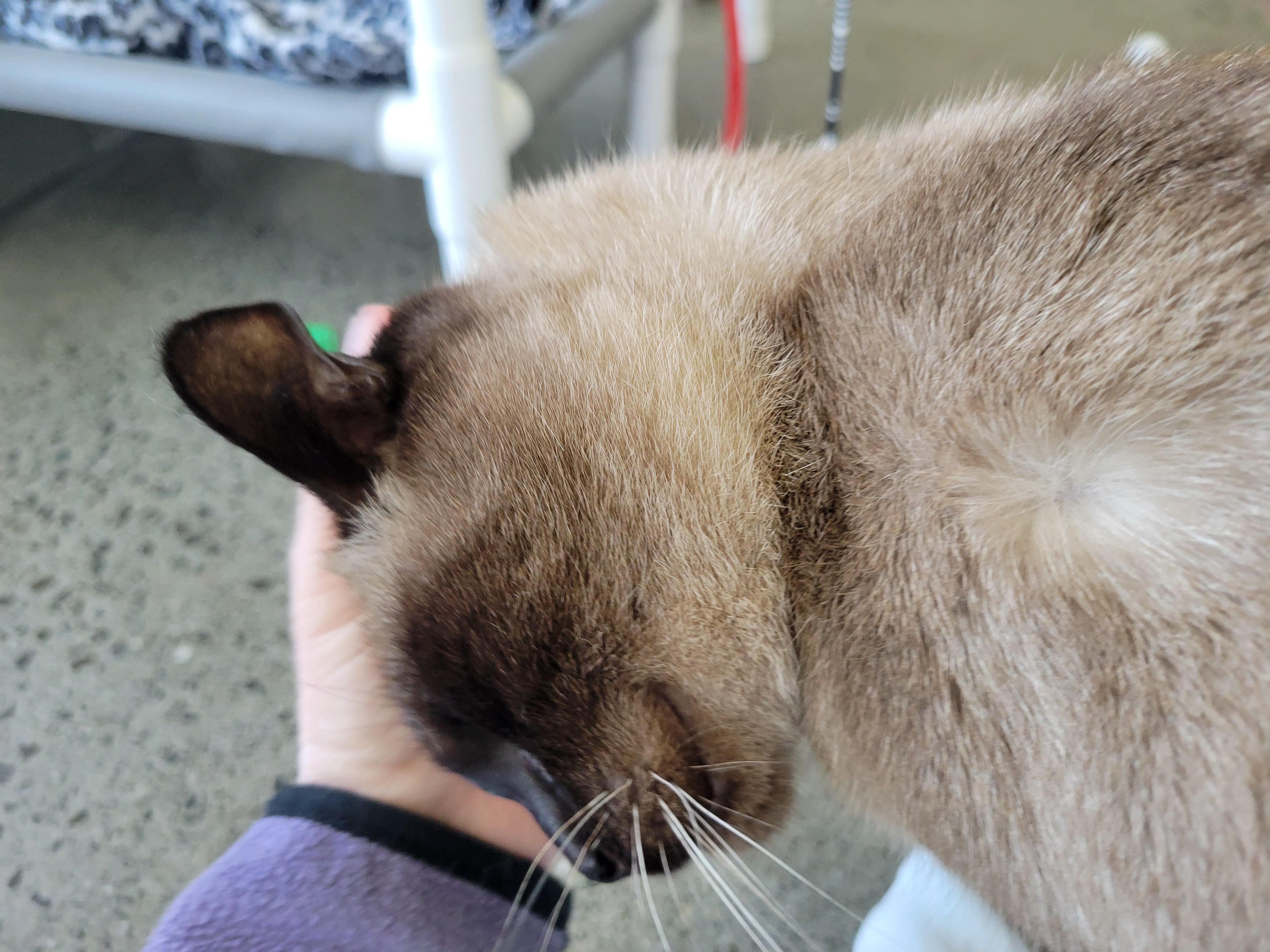 Claire, a ADOPTABLE Siamese in Berkeley, CA image 4/6