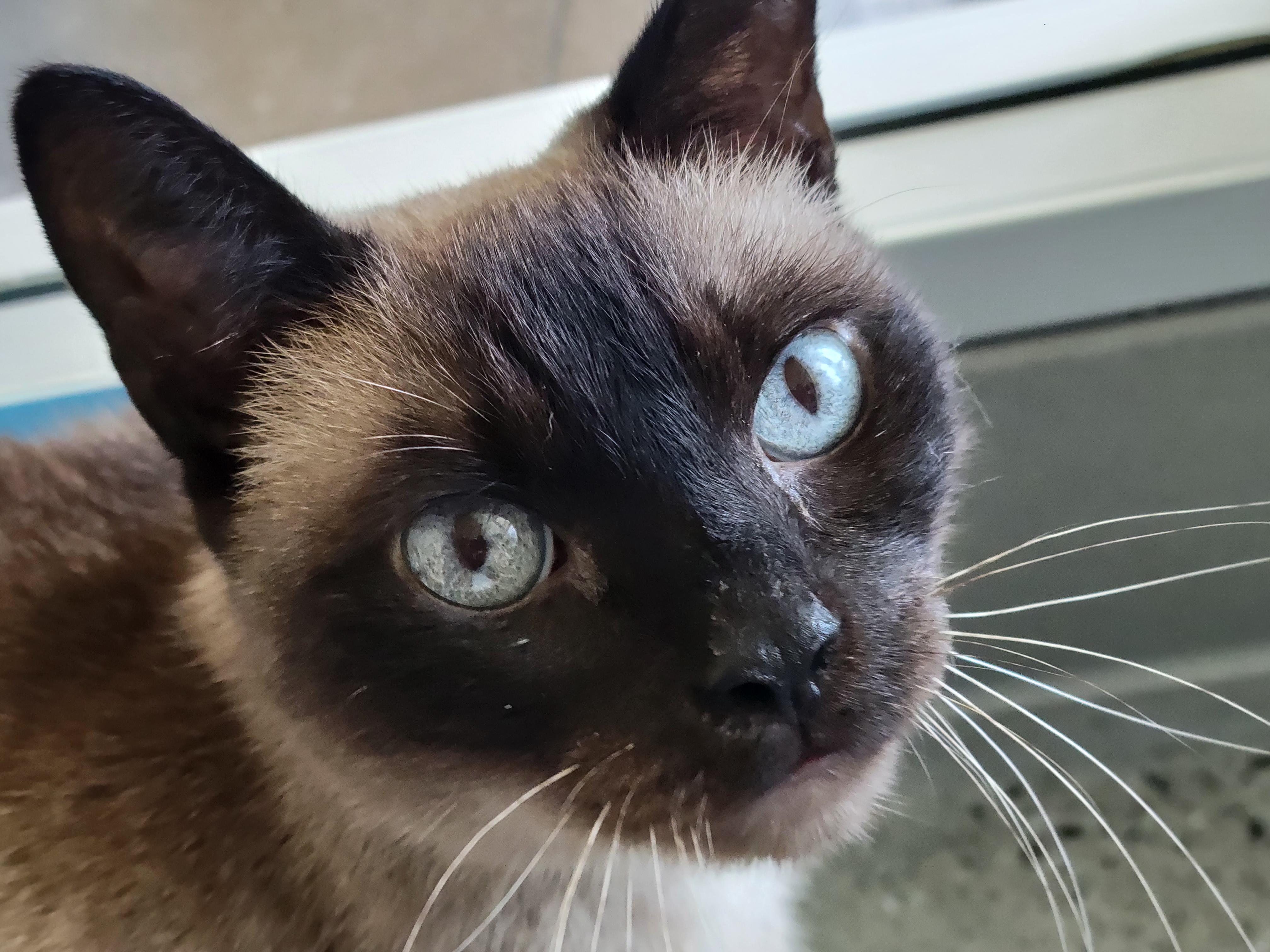 Claire, ADOPTABLE, Senior Female Siamese.