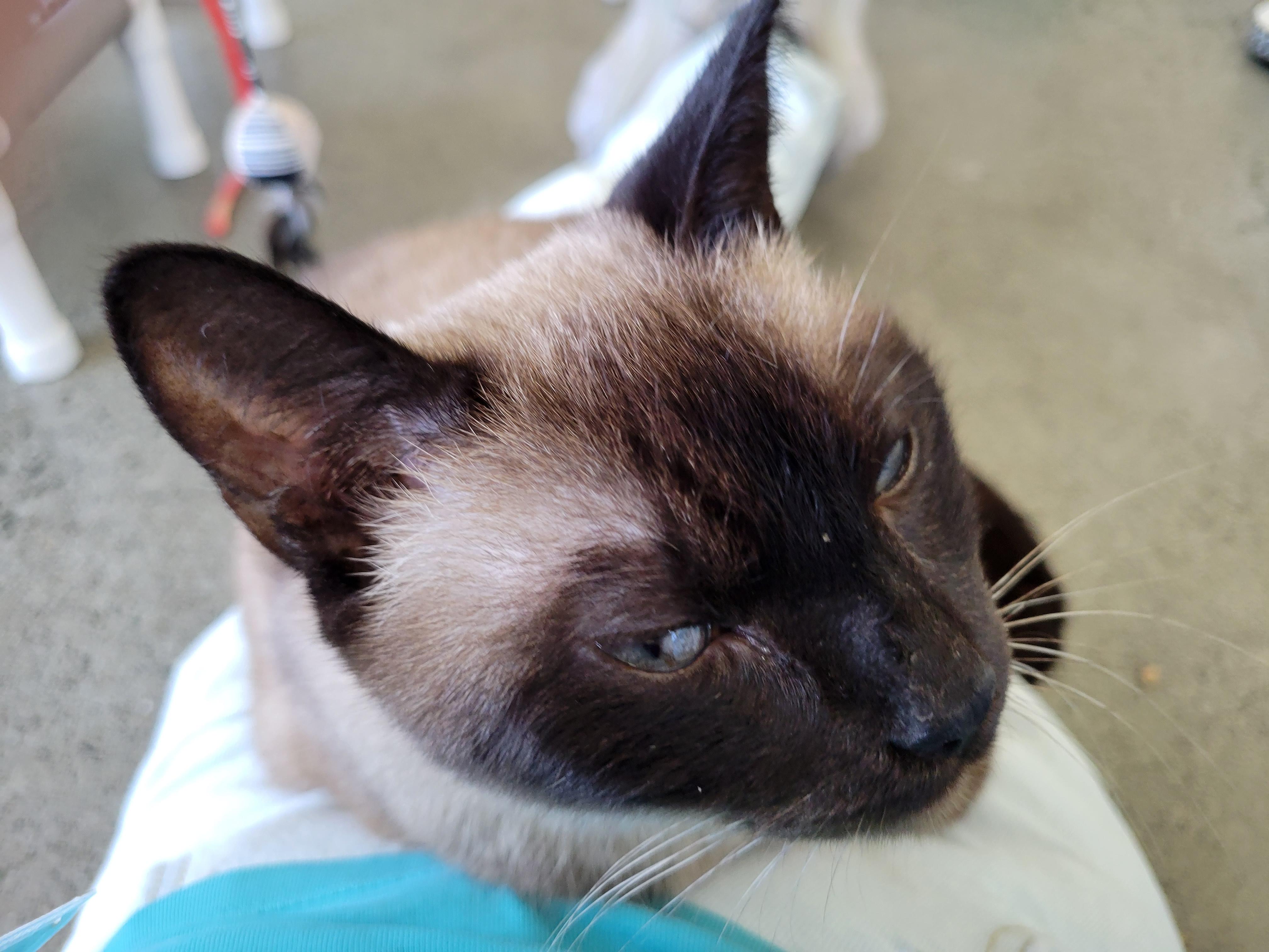 Claire, a ADOPTABLE Siamese in Berkeley, CA image 2/6